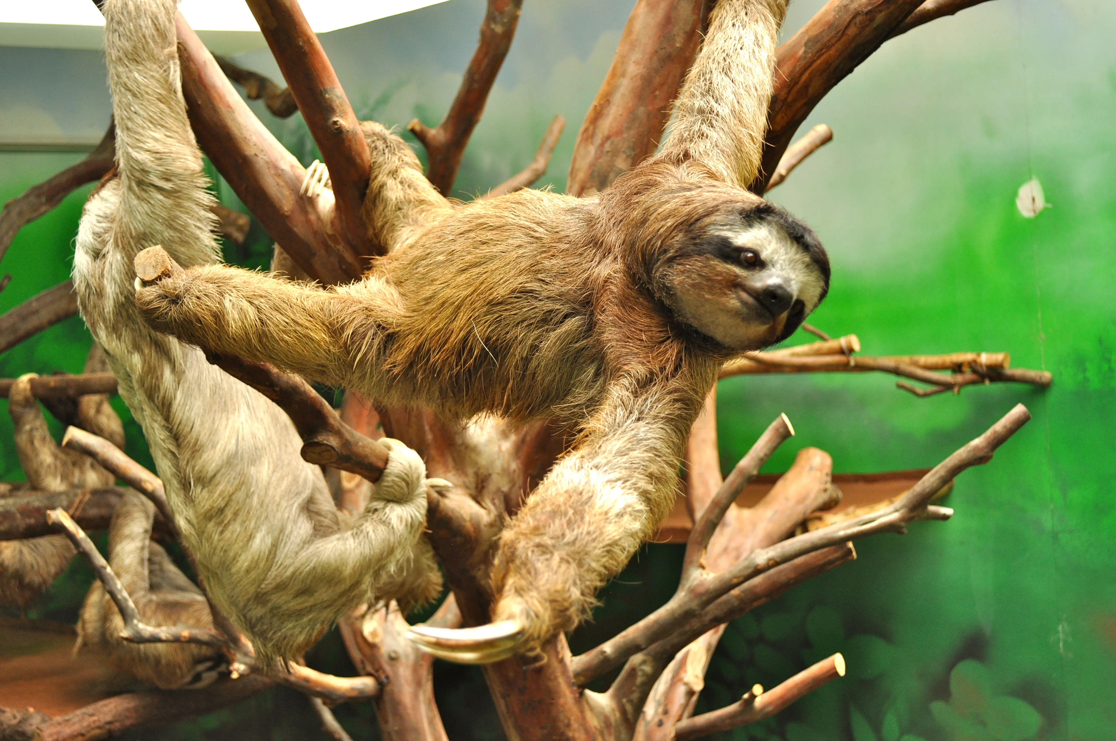 Sloths With Questions