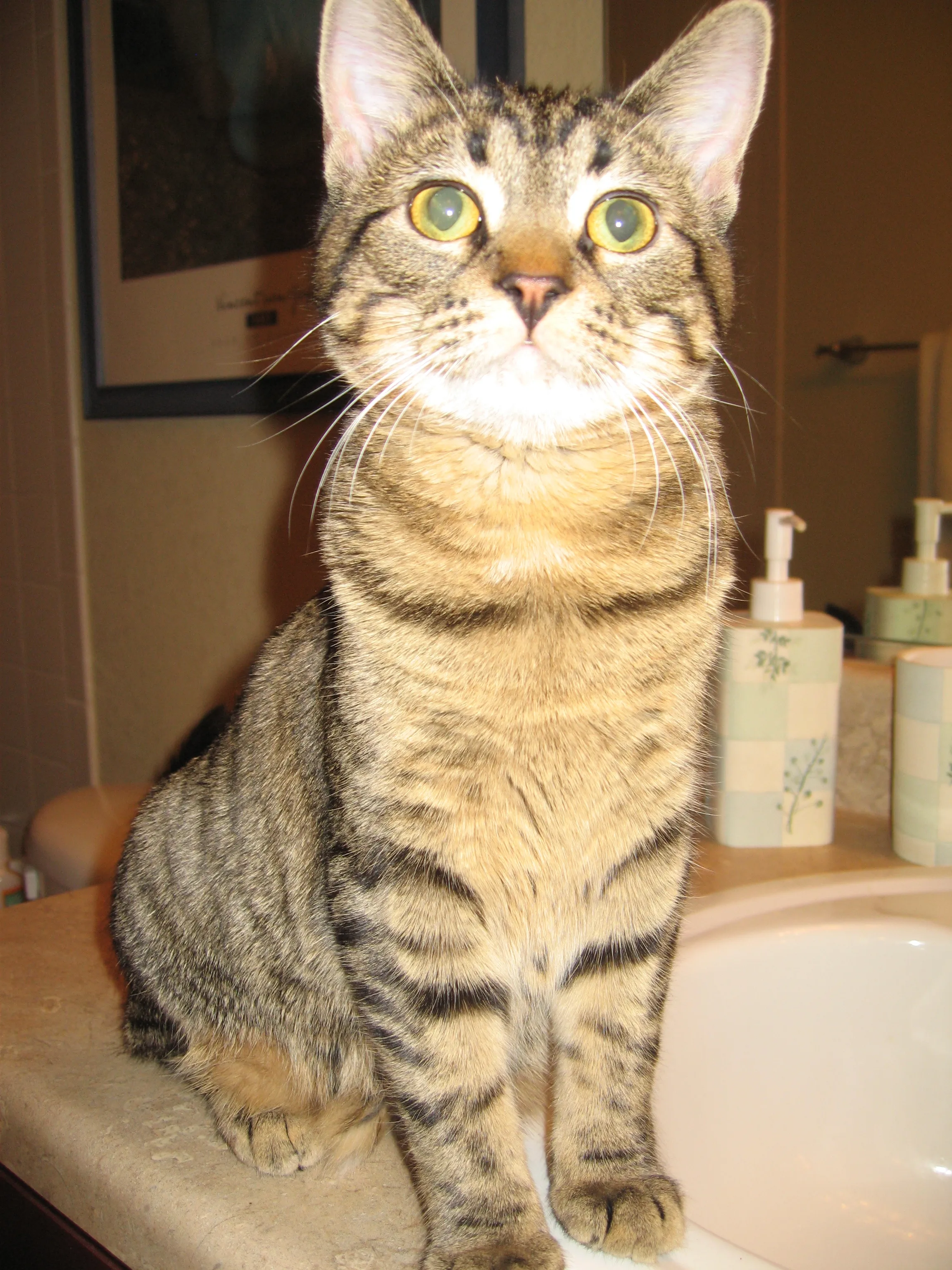 Bella Sitting