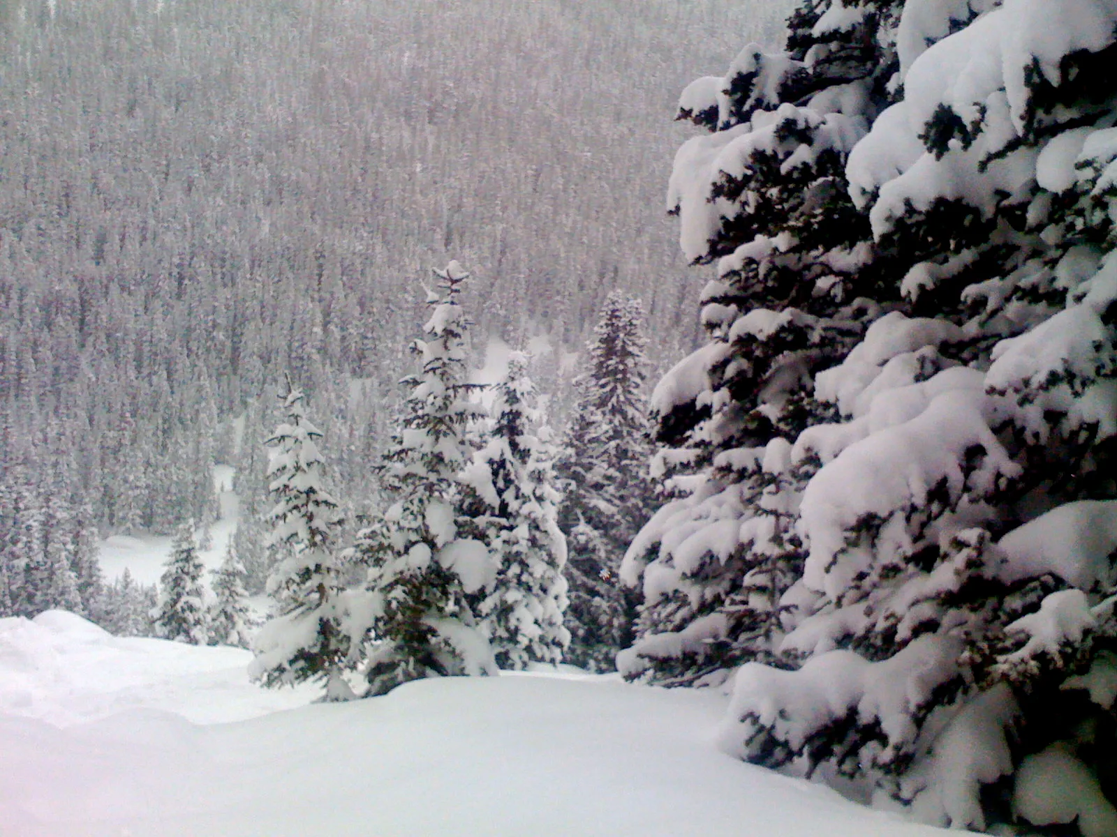 Untouched Snow in the Trees