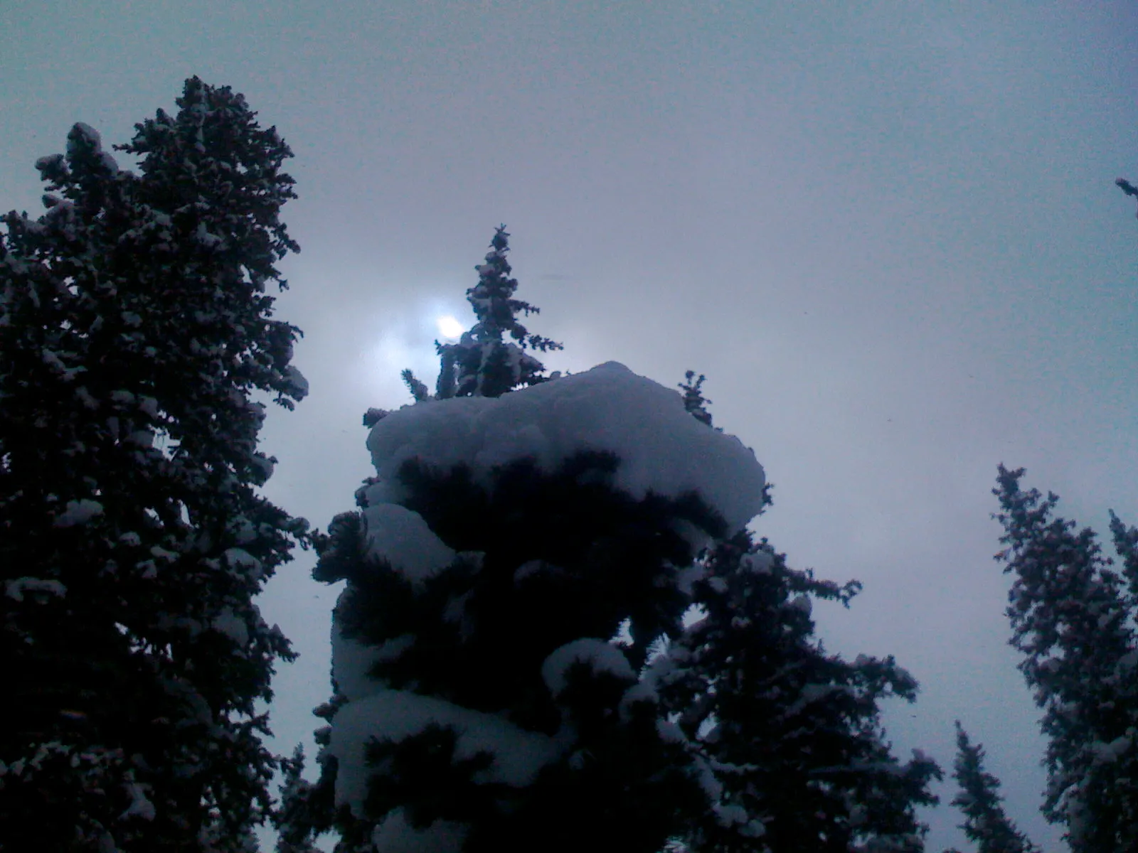 Sun Tree